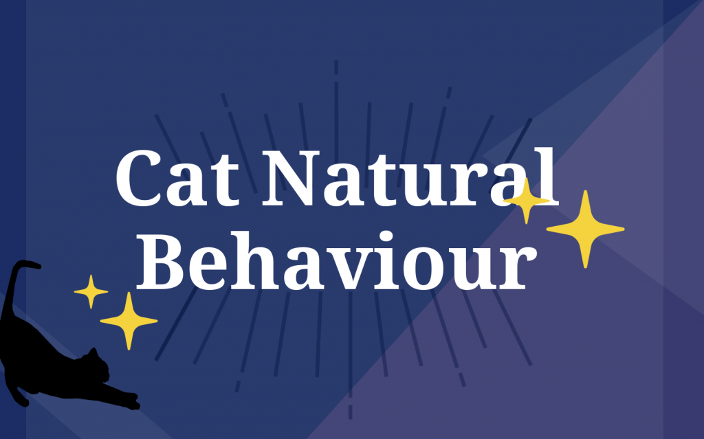 Cat Natural Behaviour