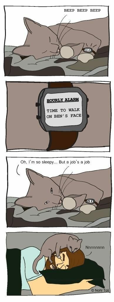 cat comic 1