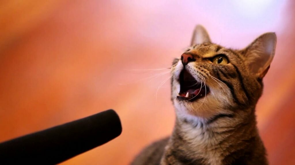 singing cat