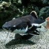 Aquatic Pets