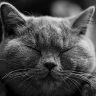 Cats Grooming