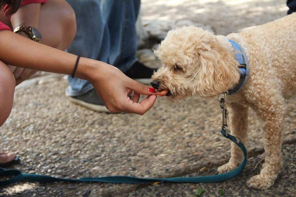 Dogs Feeder