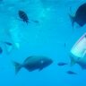 Swimming Fins